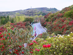 -贵州百里杜鹃风景名胜区