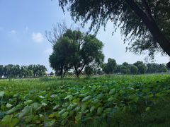 -洪湖生态旅游区