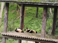 -中国大熊猫保护研究中心雅安碧峰峡基地