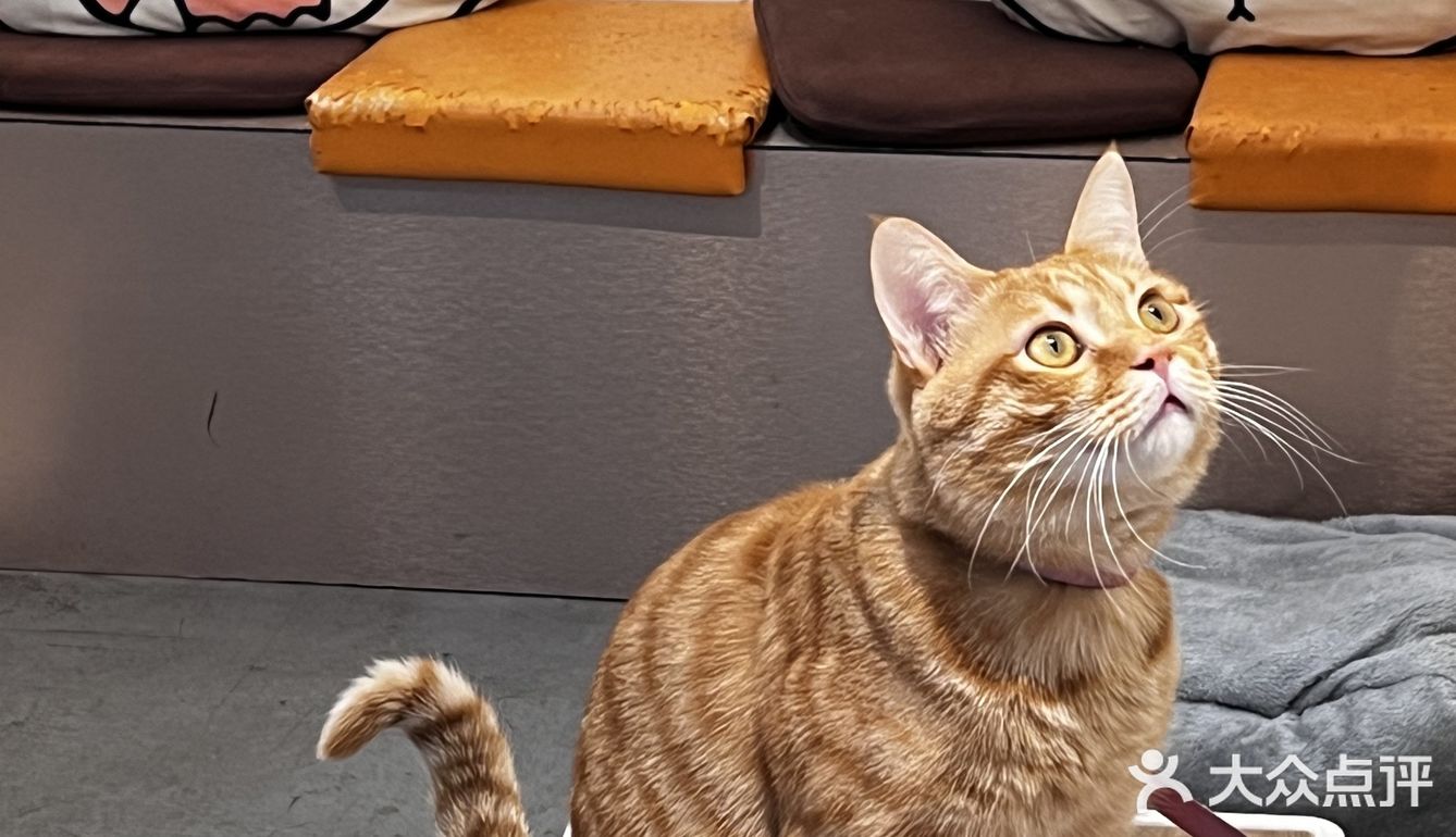 周末偶遇到天河南安静一隅咖啡店🐱