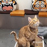 周末偶遇到天河南安静一隅咖啡店🐱