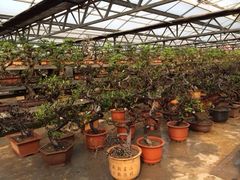 iphone_upload_pic-中国唐苑