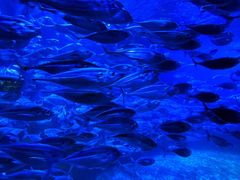 -太平洋海底世界