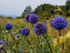 -白草畔自然风景区