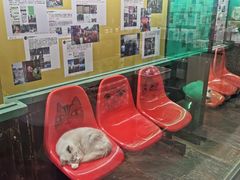 -猫咪博物馆(顶澳仔猫街店)