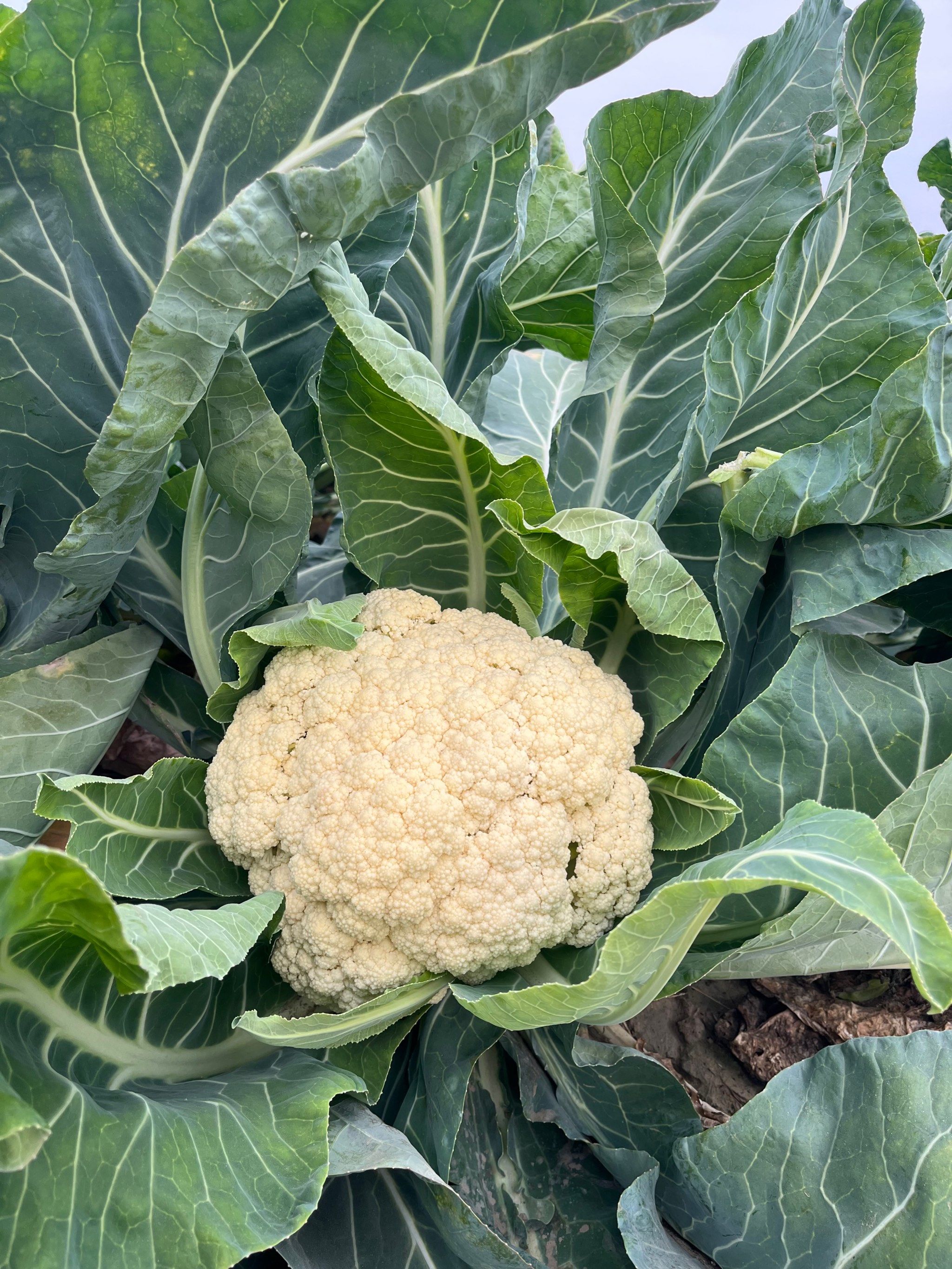 花菜,也是花,一棵美丽又可以吃的花!花草