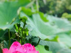 -陈家山荷花公园