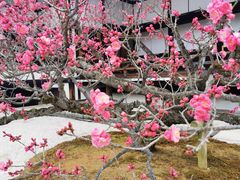 -京都御所