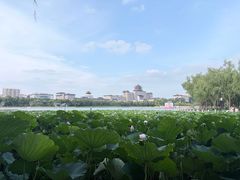 -莲花池公园