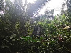 -呀诺达热带雨林