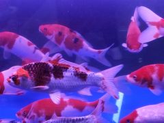 -三旗百汇商品城