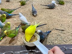 -上海大自然野生昆虫馆(东方明珠·爬宠昆虫探索中心)