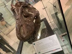 -美国自然历史博物馆
