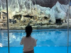 -帝企鹅自助餐厅•儿童岛•真企鹅(长隆企鹅酒店)