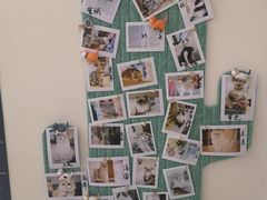 -猫域·湾主题猫咖·宠物吧(南坪城市广场店)