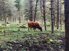 -硗碛藏寨·神木垒景区
