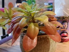 -云尊府蒸汽石锅鱼云南菜(龙旗店)