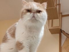 -滚猫咖啡·猫咖·猫友好撸猫(未来城店)