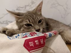 -楼上猫咖(罗湖店)