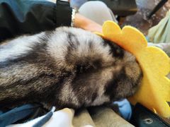 -猫猫幼稚园·撸猫·桌游·电玩
