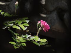 -芥子园