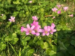 -胡里山炮台