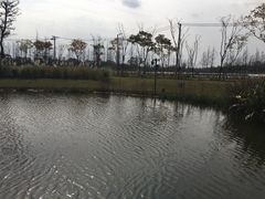 -上海长兴岛郊野公园