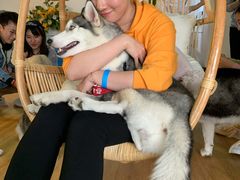 -Husky Go! 哈士奇体验馆·宠物咖啡厅狗咖
