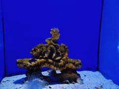 -青岛海底世界-水族馆