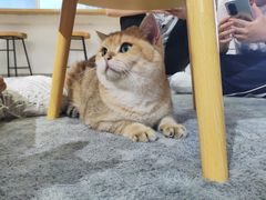 -Heymao猫咖.咖啡厅(东门店)