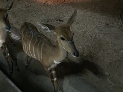 -清迈夜间动物园