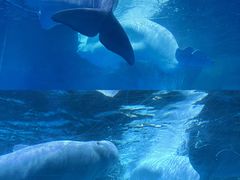 -海合安武汉极地海洋公园