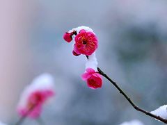 -香雪海