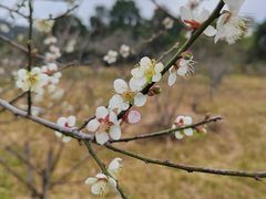 -马峦山郊野公园