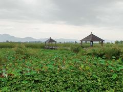 -哈素海