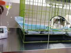 -喜多萌中农锦绣动物医院24H·猫科·牙科MRI·CT