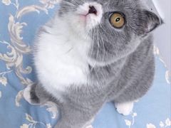 -猫大福·Fortune Cat猫舍(百子湾店)