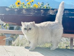 -喵屿·大理花园猫咖