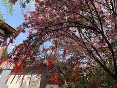 -西安青龙寺遗址景区