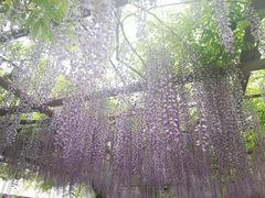 -嘉定紫藤园