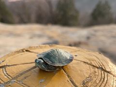 -白水寺森林公园