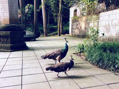 -都江堰普照寺