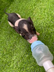 -萌宠亲子动物乐园(槐房万达店)