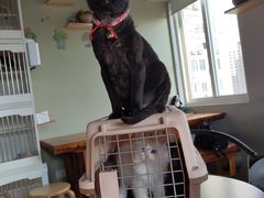 -东方名猫馆·英短金渐层布偶猫舍(环线广场1号楼店)