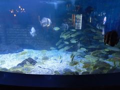 -烟台海昌鲸鲨海洋公园