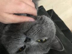 -70cat德文卷毛猫·缅因猫纯种猫舍