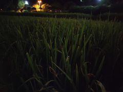 -龙头寺公园