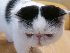 -藏猫猫咖啡主题馆(中央大道店)