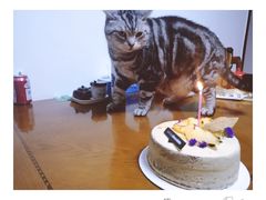 -Awfully Chocolate(嘉里城店)