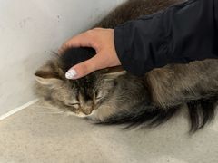 -共舞时光猫咖·狗咖(新街口店)